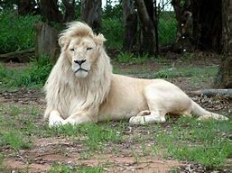 ספר החיות שלי by Aviad Blank - Ourboox.com