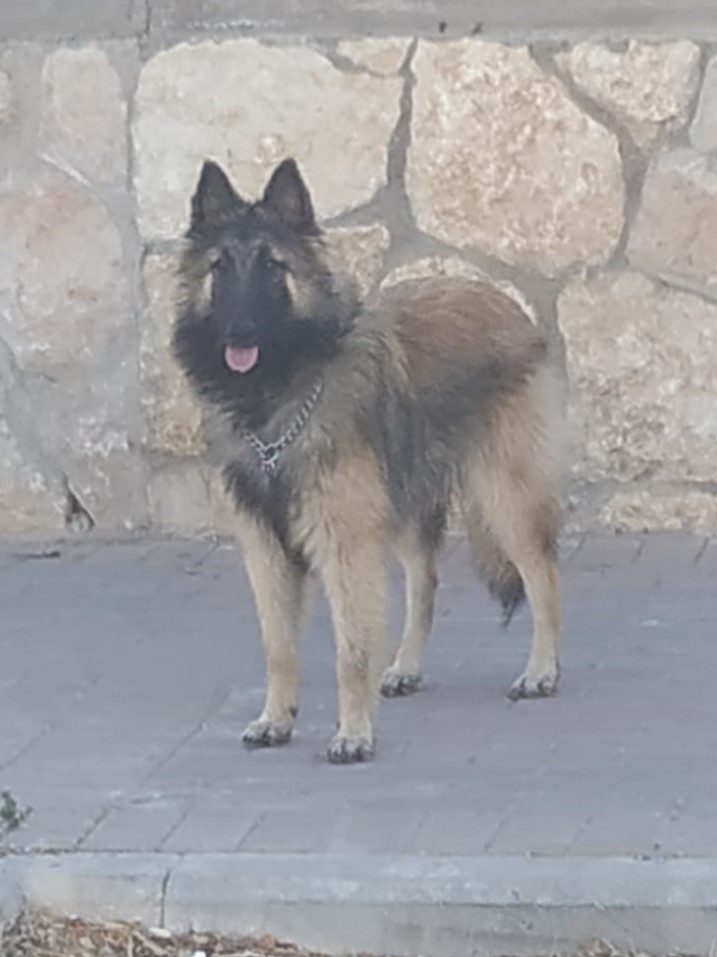 ספר החיות של דביר by Dvir Ben yair - Illustrated by דביר בן יאיר - Ourboox.com