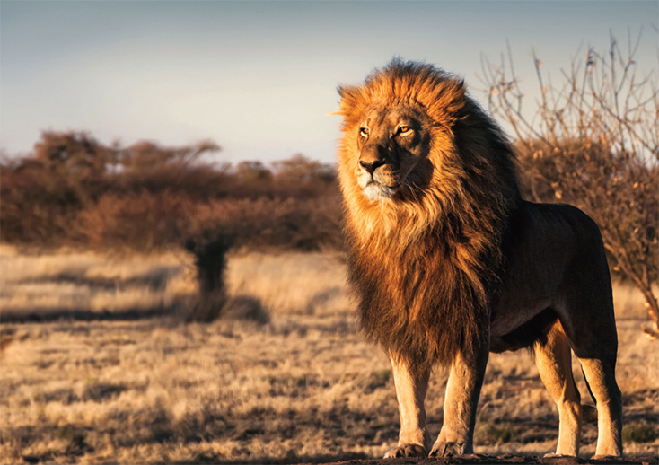 ספר החיות שלי by ziv - Ourboox.com