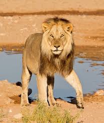 ספר חיות by ITAMAR - Ourboox.com