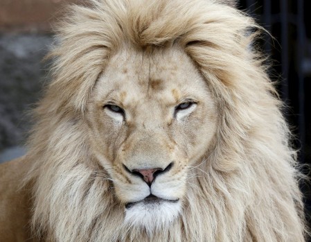 ספר החיות by Abir Yerushalmi - Ourboox.com