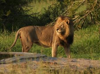 ספר החיות של דביר by Dvir Ben yair - Illustrated by דביר בן יאיר - Ourboox.com