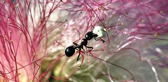 ספר החיות של דביר by Dvir Ben yair - Illustrated by דביר בן יאיר - Ourboox.com