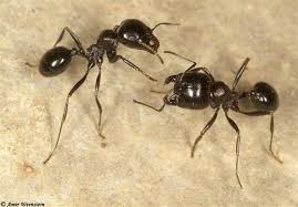 חיות by אליאור הדר - Ourboox.com