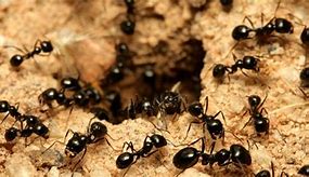 ספר החיות שלי by Aviad Blank - Ourboox.com