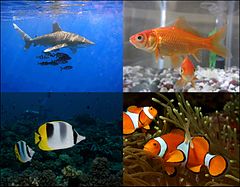 ספר החיות שלי by ziv - Ourboox.com