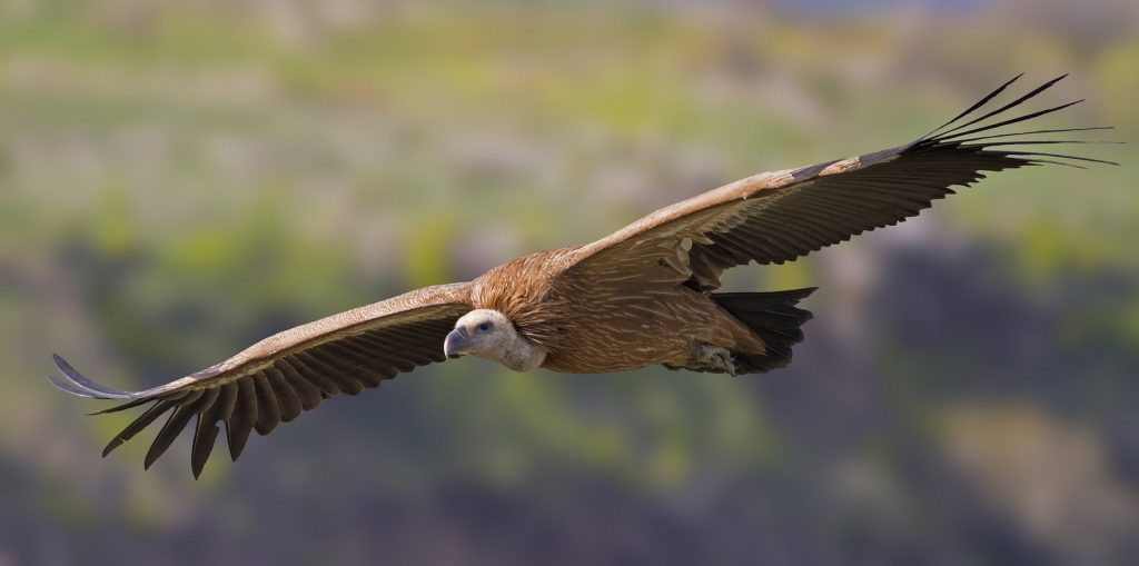 ספר החיות by Abir Yerushalmi - Ourboox.com