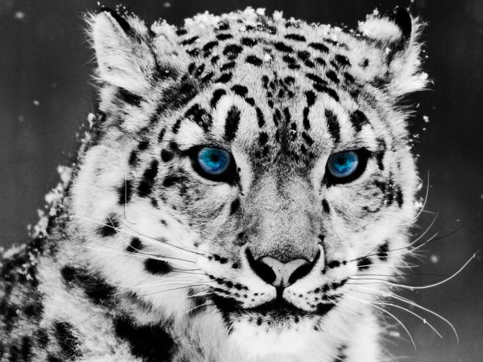 ספר התמונות by Abir Yerushalmi - Ourboox.com