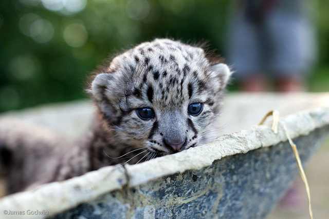 ספר התמונות by Abir Yerushalmi - Ourboox.com