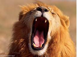 ספר החיות שלי by malki - Ourboox.com