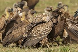 ספר החיות שלי by malki - Ourboox.com