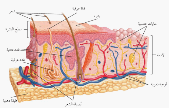 الجلد by zainab abdeen - Ourboox.com