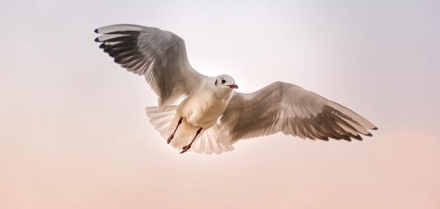 رحلة في عالم الطيور by hadeel - Illustrated by هديل كريّم - Ourboox.com