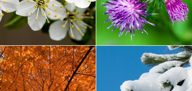 فصول السنه by aseel - Ourboox.com