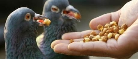 رحلة في عالم الطيور by hadeel - Illustrated by هديل كريّم - Ourboox.com