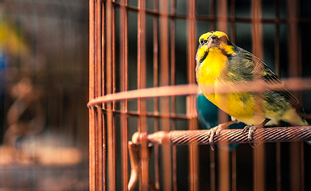 יאנקו מן העיר התחתית by hadar salem - Illustrated by הדר סלם - Ourboox.com