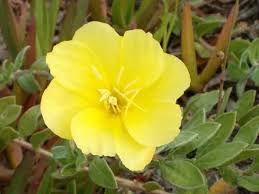 התאמות של יצורים חיים לסביבתם by madaimjetarba - Illustrated by שחר אורשטיין, ענבר רוטשטיין ויאיר ימין - Ourboox.com