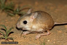 התאמות של יצורים חיים לסביבתם by madaimjetarba - Illustrated by שחר אורשטיין, ענבר רוטשטיין ויאיר ימין - Ourboox.com