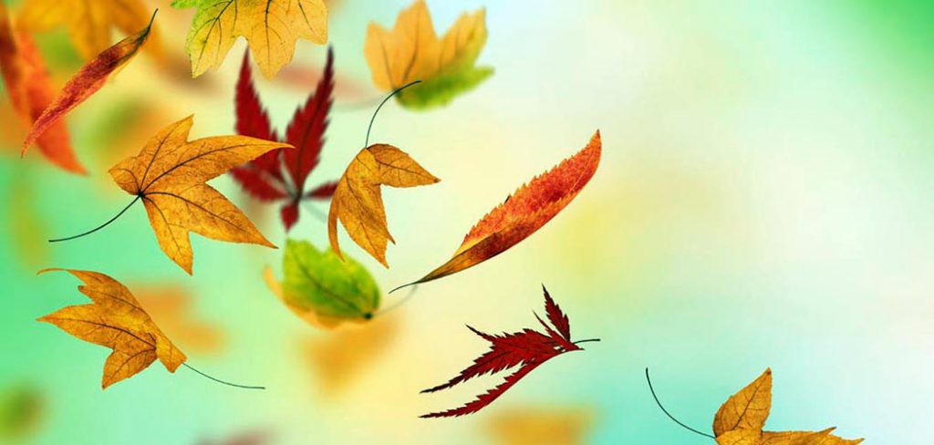 Biyoloji-Canlıların Ortak Özellikleri by burak bulak - Ourboox.com