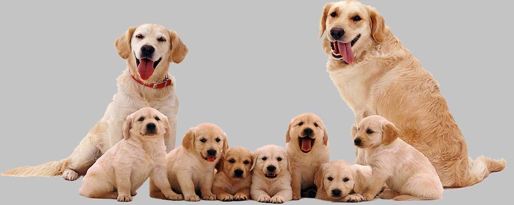 Biyoloji-Canlıların Ortak Özellikleri by burak bulak - Ourboox.com