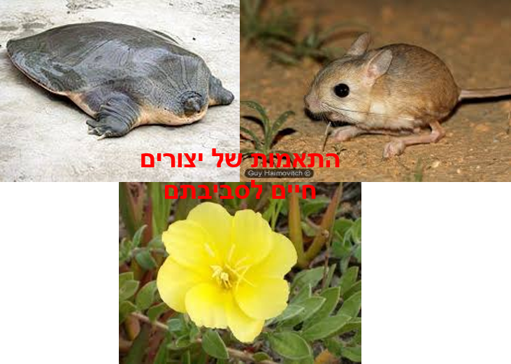 התאמות של יצורים חיים לסביבתם by madaimjetarba - Illustrated by שחר אורשטיין, ענבר רוטשטיין ויאיר ימין - Ourboox.com