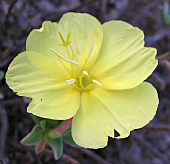 התאמות של יצורים חיים לתנאי הסביבה בה הם חיים by yael ziv - Illustrated by יעל זיו ועידן חיים - Ourboox.com