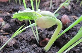 Треба багато вчитися, щоб знати хоч трохи. Шарль Луї Монтеск’є by ЛЮБОВ ДОРОШЕНКО - Ourboox.com