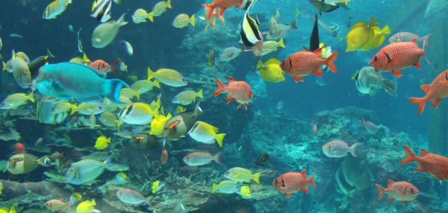 السمك وانواعه by gamil - Ourboox.com