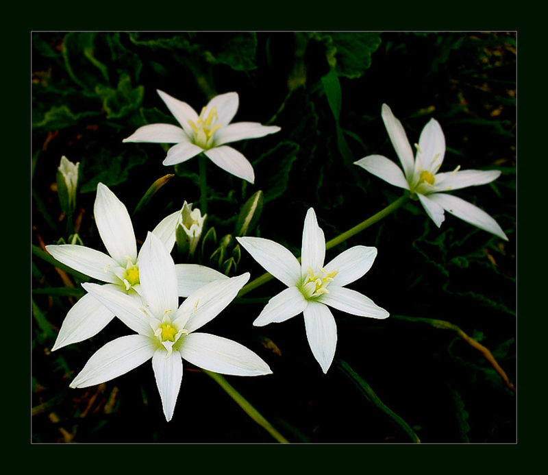 Снежинките by Maksimiliyana - Illustrated by не знам - Ourboox.com