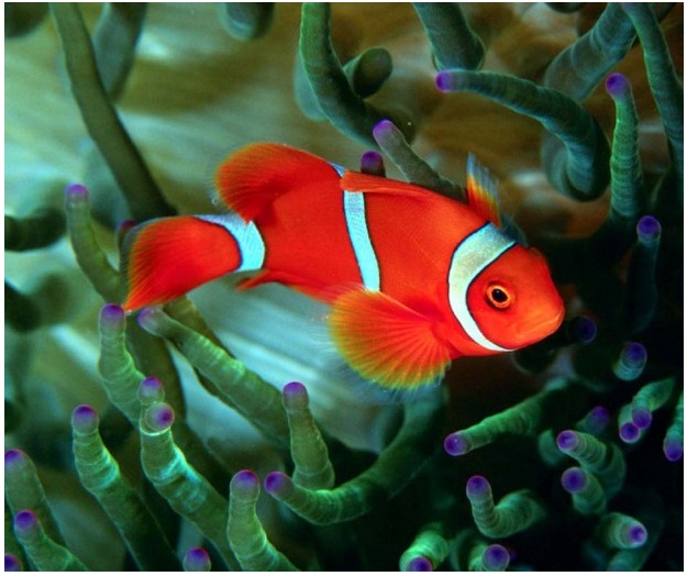 السمك وانواعه by gamil - Ourboox.com