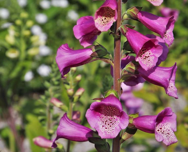 عالم النباتات by nidaa - Ourboox.com