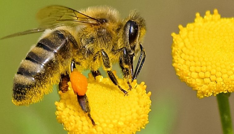 النحل by anat  - Ourboox.com