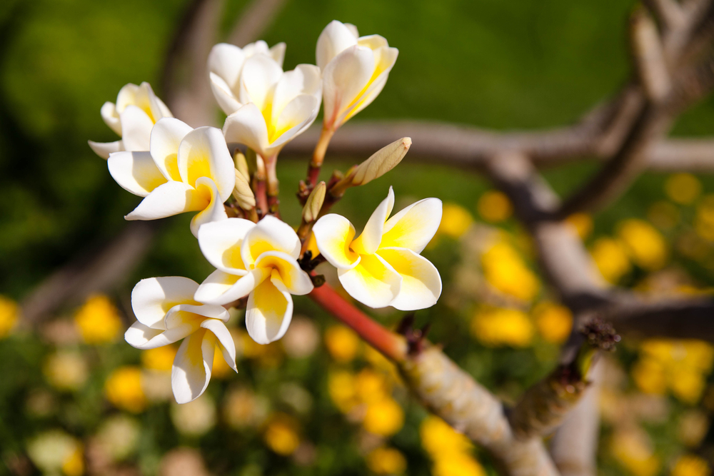 عالم النباتات by nidaa - Ourboox.com