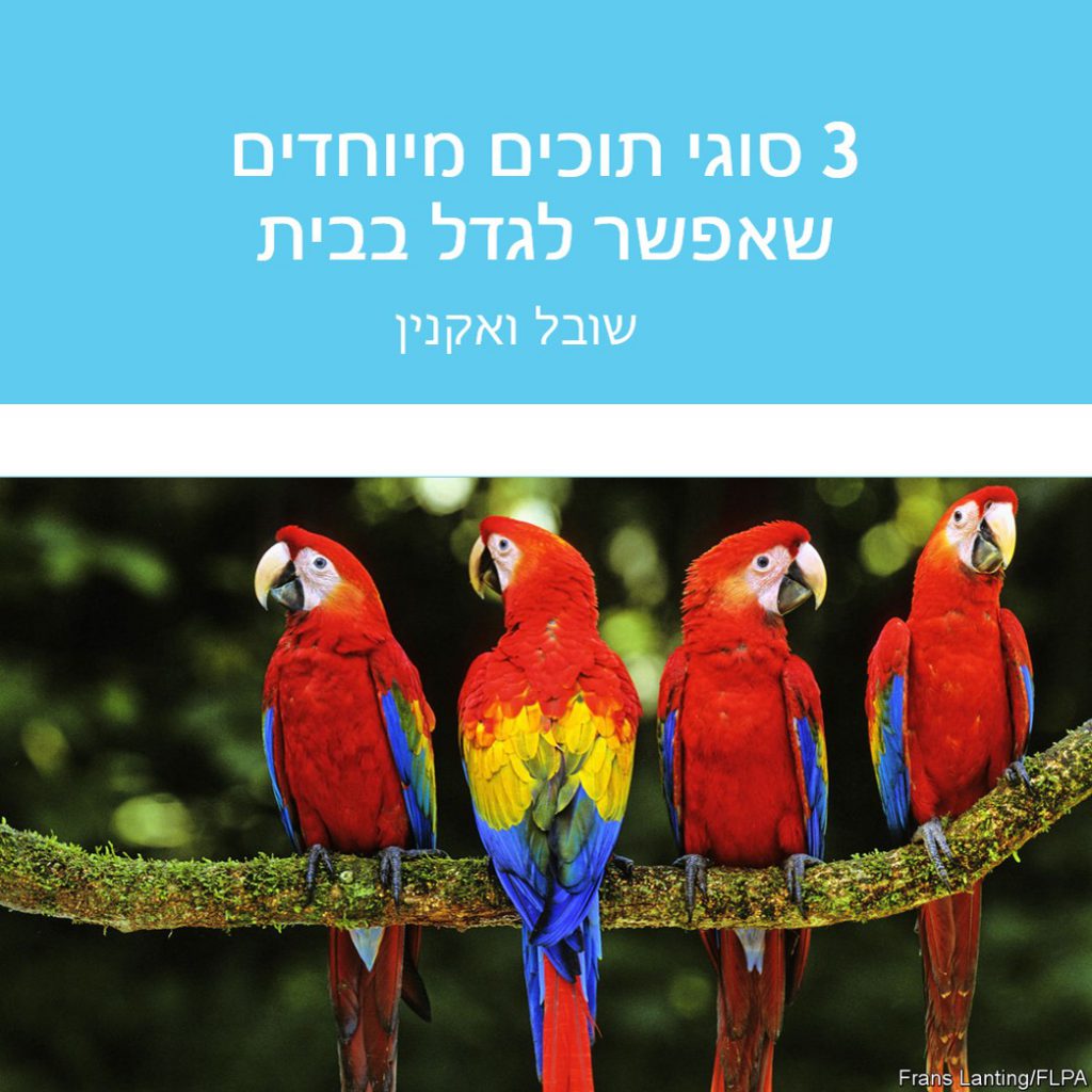 3 סוגי תוכים מיוחדים שאפשר לגדל בבית by boaz pego - Ourboox.com