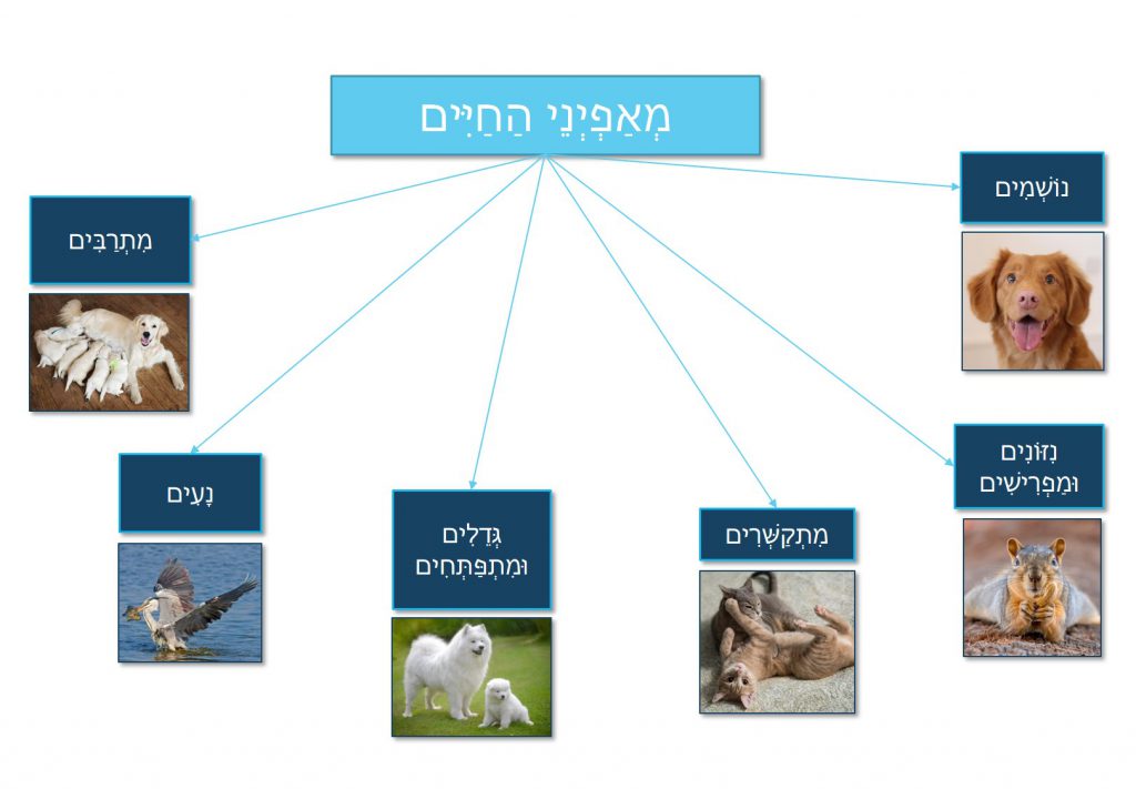3 סוגי תוכים מיוחדים שאפשר לגדל בבית by boaz pego - Ourboox.com