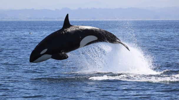 الحيونات المائية by RAHAF SHELBAYA AND KIAN KASHKOUSH - Illustrated by كيان و رهف - Ourboox.com