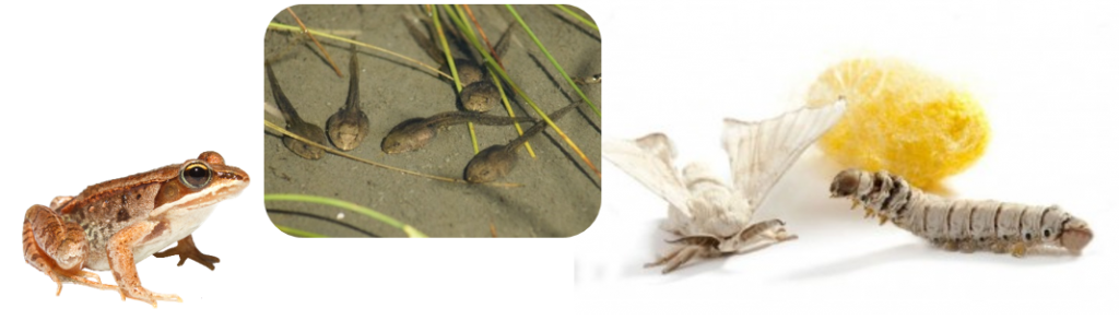 מאפייני החיים של יצורים חיים by boaz pego - Ourboox.com