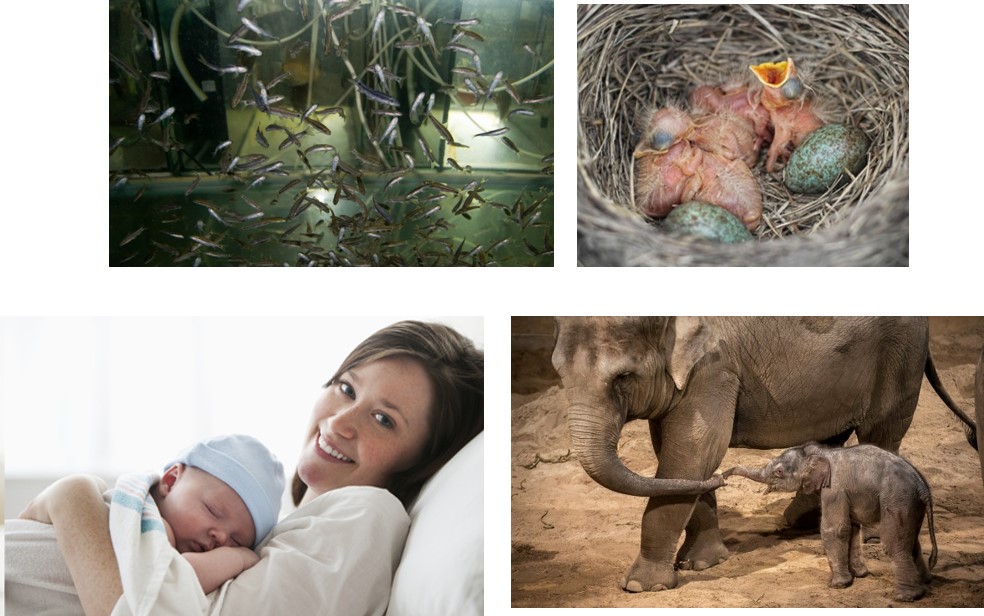 מאפייני החיים של יצורים חיים by boaz pego - Ourboox.com