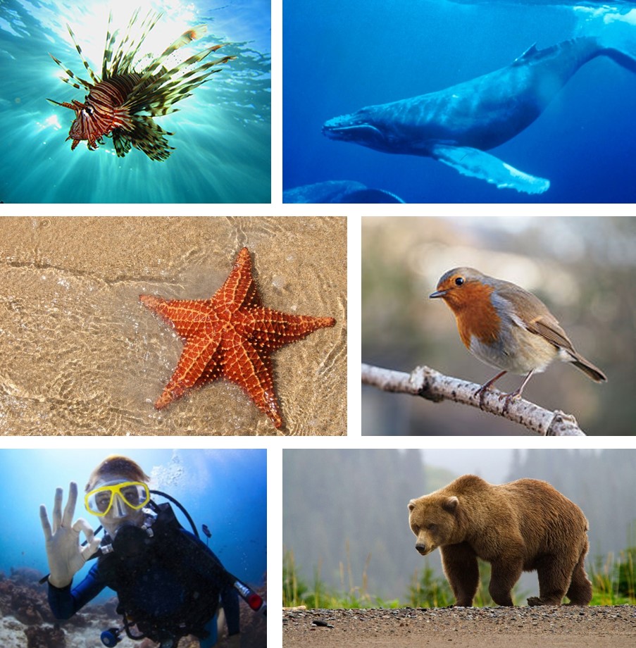 מאפייני החיים של יצורים חיים by boaz pego - Ourboox.com