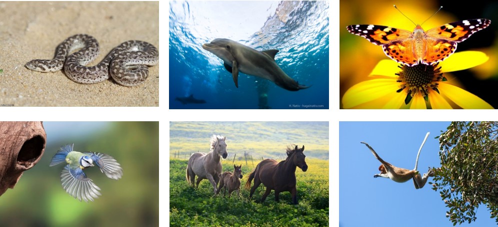 מאפייני החיים של יצורים חיים by boaz pego - Ourboox.com