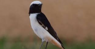 חוקרים ארץ by alexpatrakov - Illustrated by אלכס פטרקוב - Ourboox.com