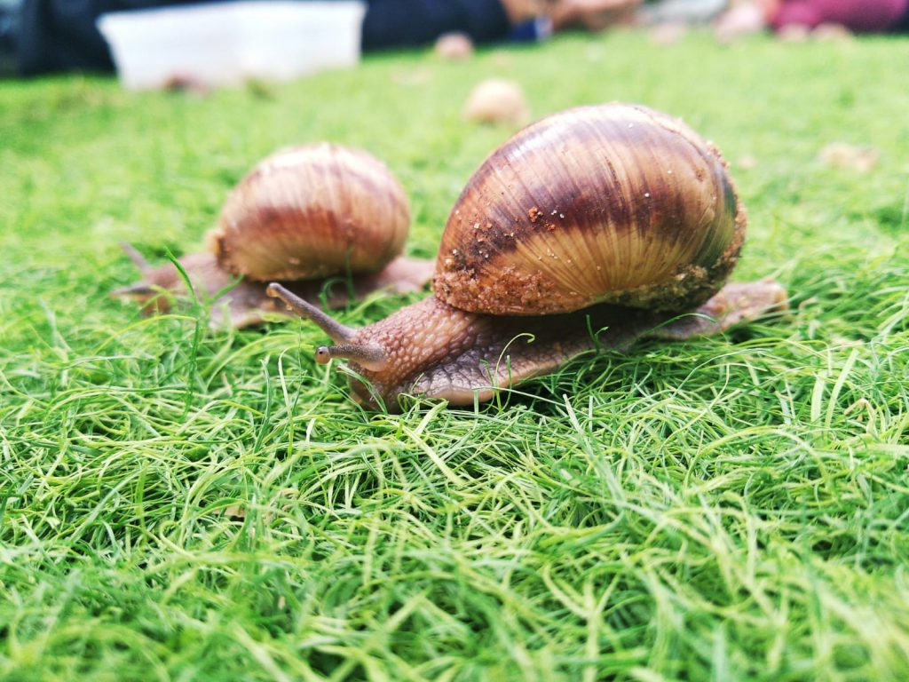 חקר שבלולים בשיעור מדעים