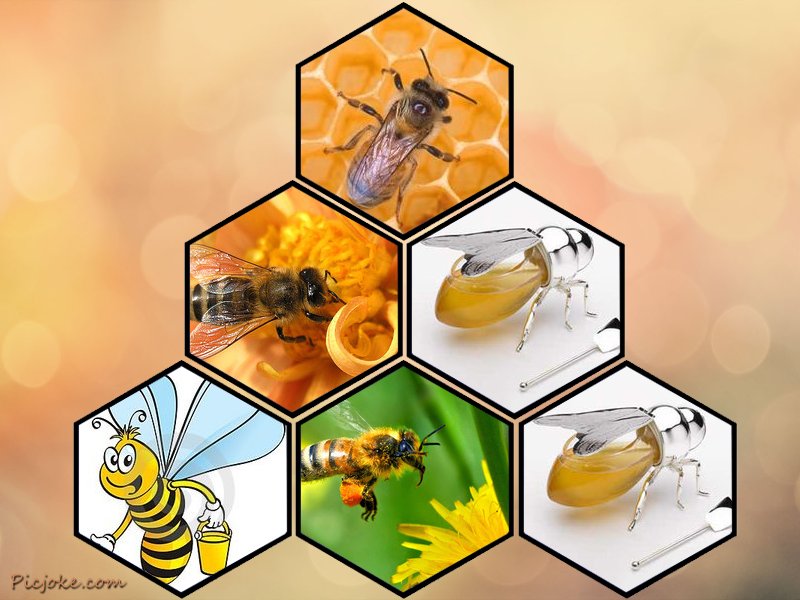 النَّحلَةُ حَشَرَةٌ عَظيمَةٌ by anat  - Illustrated by معلمتكم: عنات أبو حسين - Ourboox.com