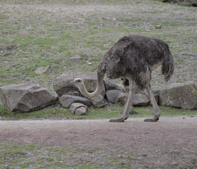 “أَكْبَرُ طائِرٍ عَلى وَجْهِ الْبَرِّيَّةِ” by shereen abo fool - Illustrated by مقدمة : هذا النص معلوماتي عن طائر النعام، وما يميزه ضخامته، وكونه طائر لا يطير. - Ourboox.com