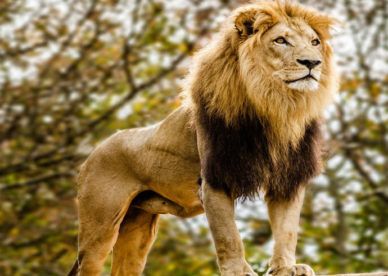 قصة الديك الحذر by reem alatmeen - Illustrated by reem alatameen - Ourboox.com