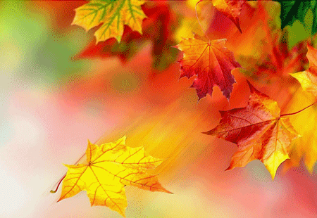 فصل الخريف by hiba - Illustrated by هبه قعدان_كتاب عن فصل الخريف - Ourboox.com