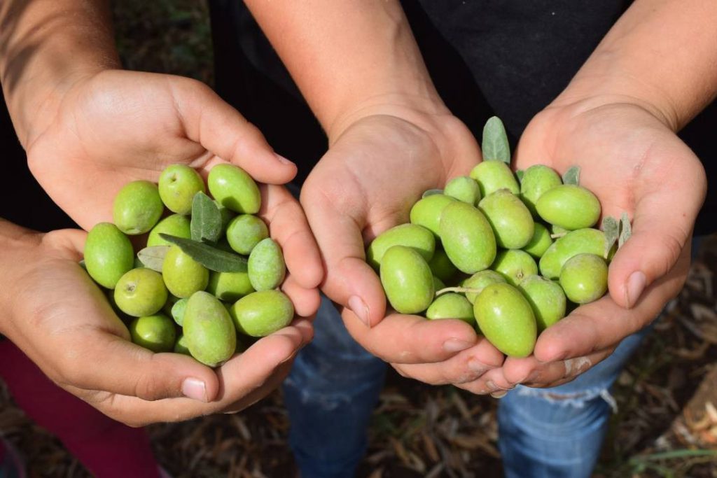 הנסיך וכד שמן הזית by etty levi berger - Illustrated by תמר ברגר - Ourboox.com
