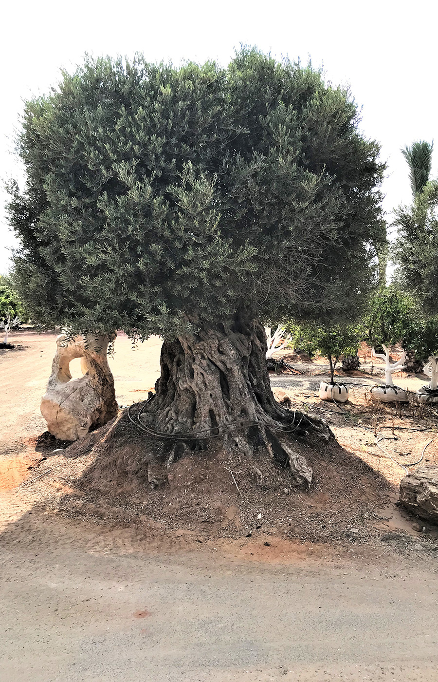 הנסיך וכד שמן הזית by etty levi berger - Illustrated by תמר ברגר - Ourboox.com