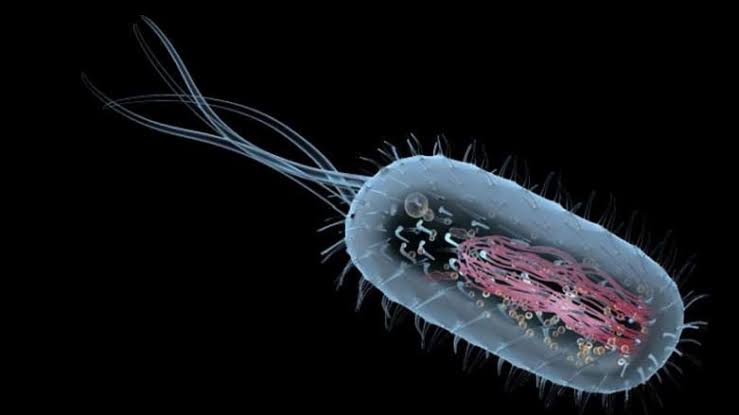 CANLILARIN ORTAK ÖZELLİKLERİ by Skytiow - Ourboox.com