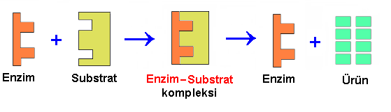 ENZİMLER by Skytiow - Ourboox.com